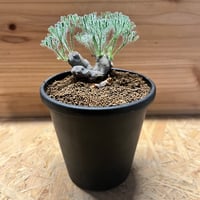 パキポディウム グラキリス 実生 多分岐株 | GREEN LUCK