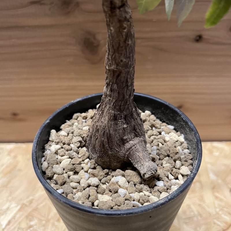 フィランサスミラビリス　超美形大株 ⑮♡小株♡〚フィランサス・ミラビリス〛Phyllanthus Mirabilis 塊根