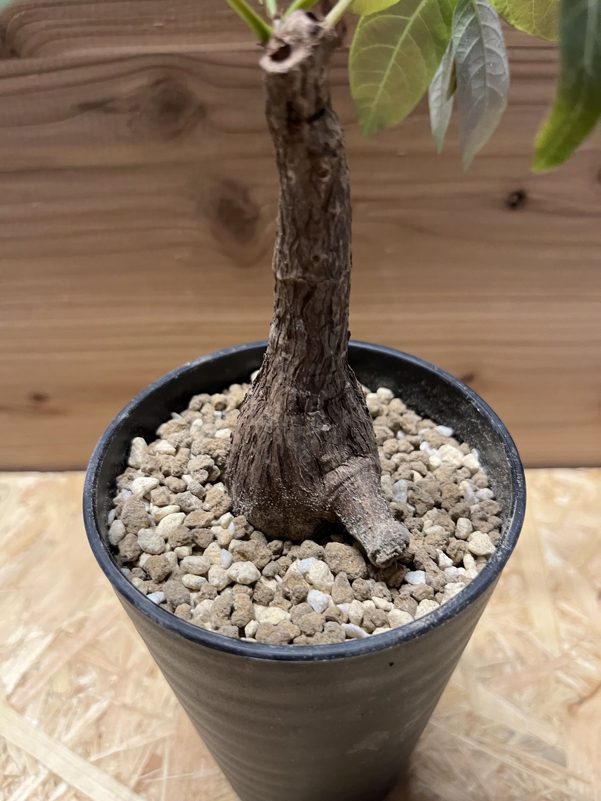 フィランサス ミラビリス | GREEN LUCK