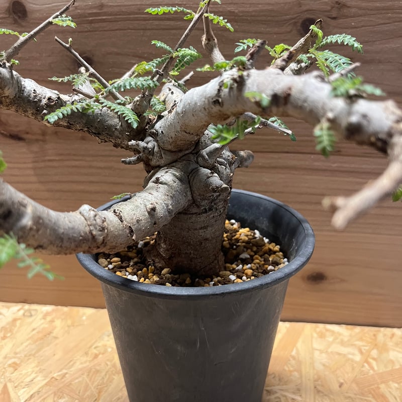 ボスウェリア ネグレクタ | GREEN LUCK