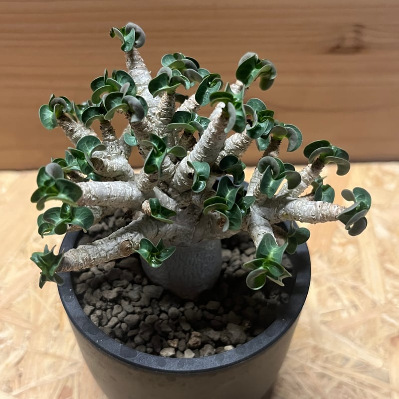 アデニウム アラビカム 獅子葉 | GREEN LUCK