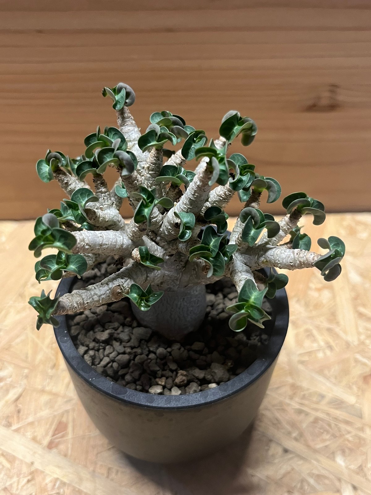 アデニウム アラビカム 獅子葉 | GREEN LUCK