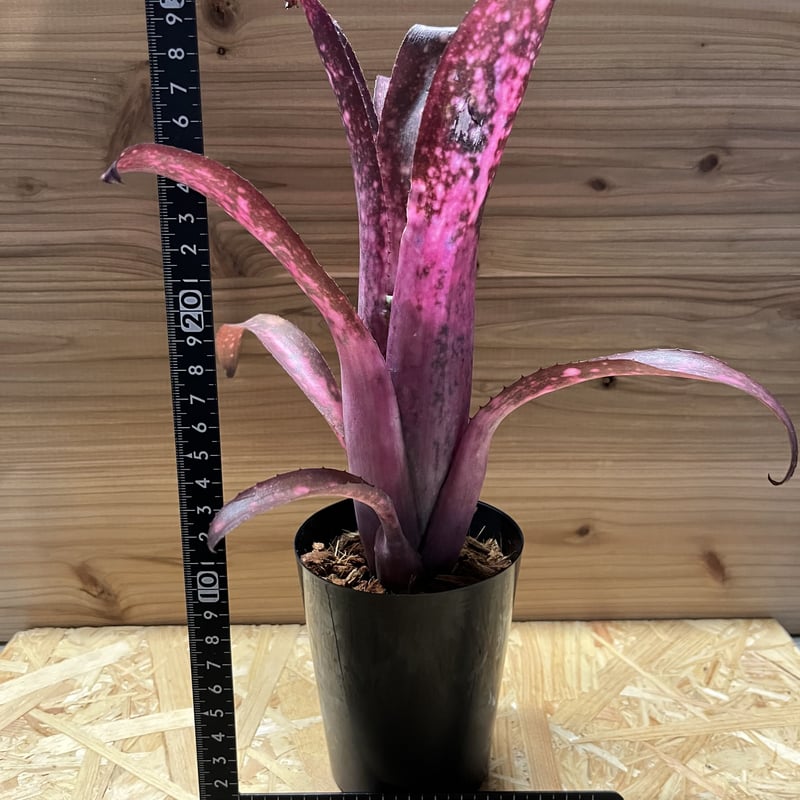 ビルベルギア アリベラ×アラカイ | GREEN LUCK