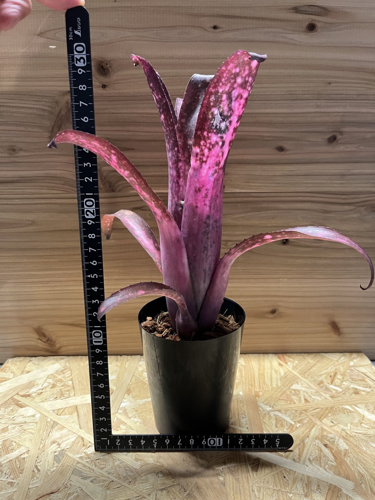 ビルベルギア アリベラ×アラカイ | GREEN LUCK