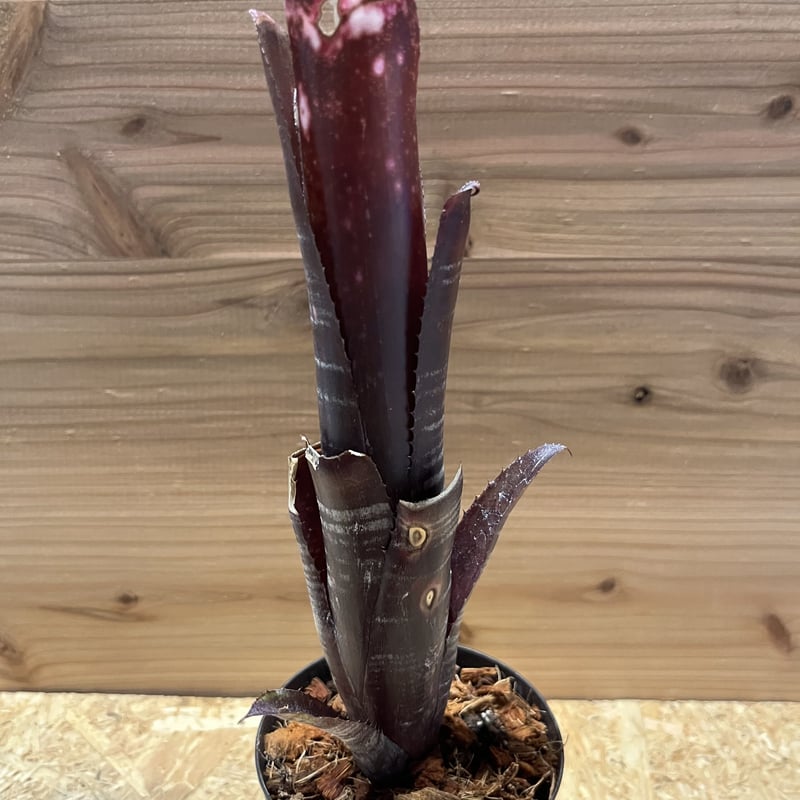 ビルベルギア　ダースベイダー② Billbergia 'Darth Vader'ビルベルギア ダースベイダー#2