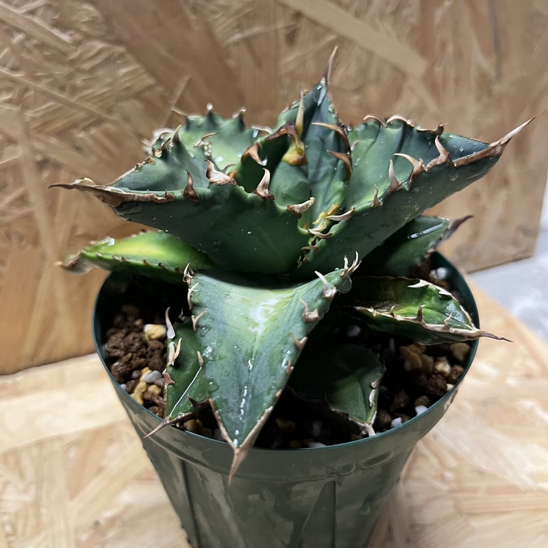 アガベ チタノタ　ルミナス　OC バラクーダ　狂刺夕映　ソーラーエクリプス悪魔的 アガベ チタノタ ルミナス OC バラクーダ 狂刺夕映 ソーラー