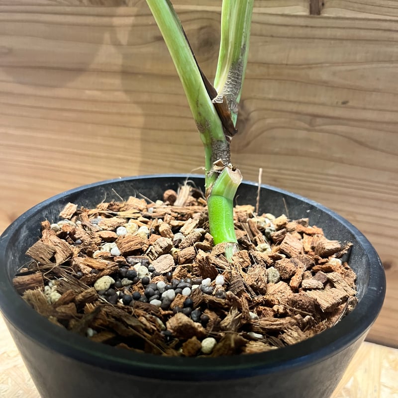 モンステラ デリシオーサ 'ホワイトラヴァ' | GREEN LUCK