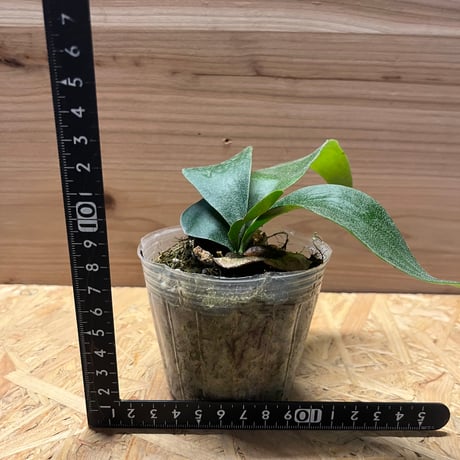 ビカクシダ　フーンシキ