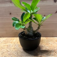 ドラセナシナバリ ドラセナ シナバリ Dracaena cinnabari 本物の龍血樹 ドラゴン