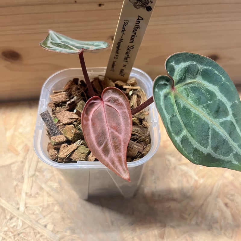 アンスリウム　スカーレット アンスリウム スカーレット | GREEN LUCK