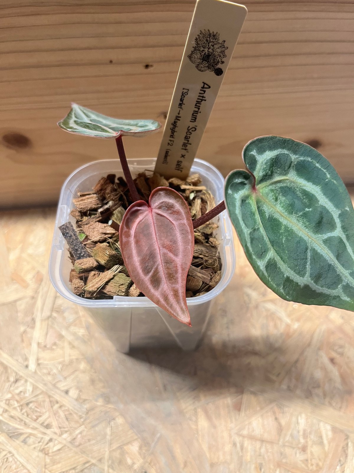 アンスリウム スカーレット | GREEN LUCK