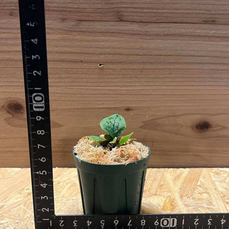 ビカクシダ フィッシュボーン | GREEN LUCK