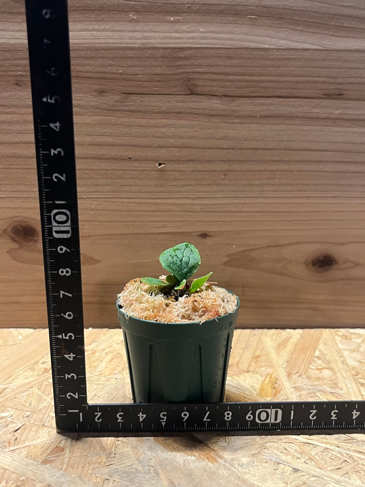 ビカクシダ Platycerium Fishubone (フィッシュボーン