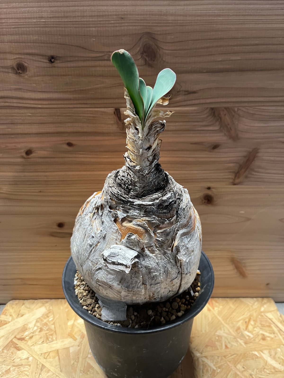 ブーファン ハエマンソイデス | GREEN LUCK