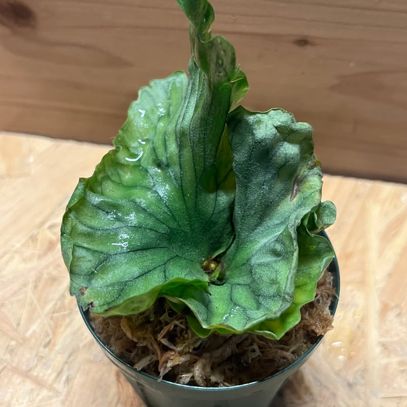 ビカクシダ ワンダエ　大株 Platycerium wandae wild ビカクシダ ワンダエ ワイルド株