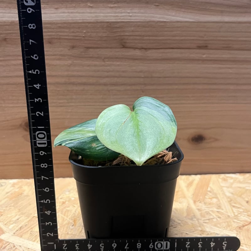 スキンダプス ユパ Scindapsus sp.🌿 The leaf is as if the best of pictus