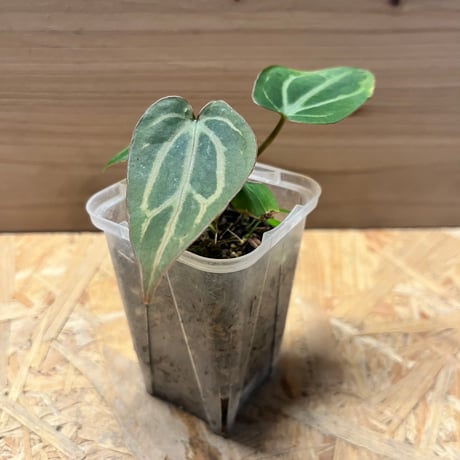 アンスリウムカーラブラッキー | STORES