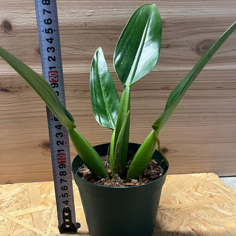 フィロデンドロン マルティアナム （キャニフォリウム） | GREEN LUCK