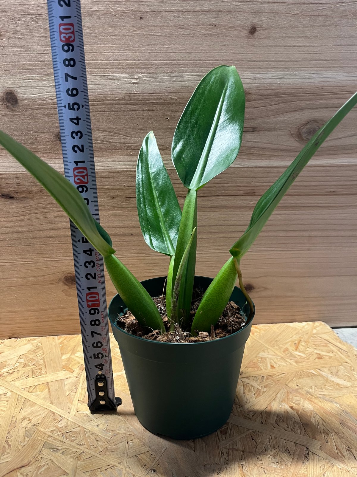 フィロデンドロン　キャニフォリウム　(キャニフォリウム)　大型　希少　送料無料 フィロデンドロン キャニフォリウム (キャニフォリウム) 大型