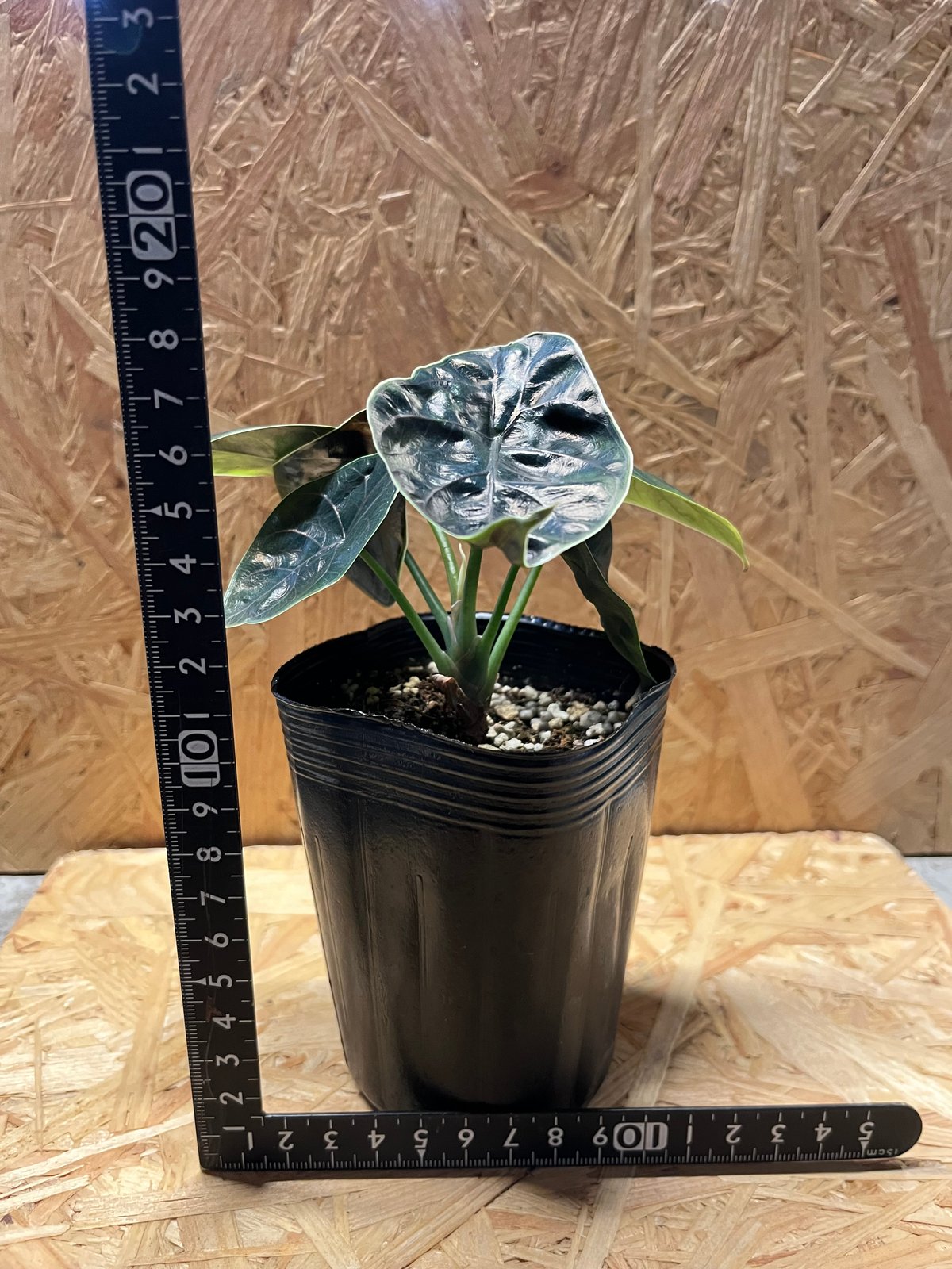 アロカシア アズラニー | GREEN LUCK