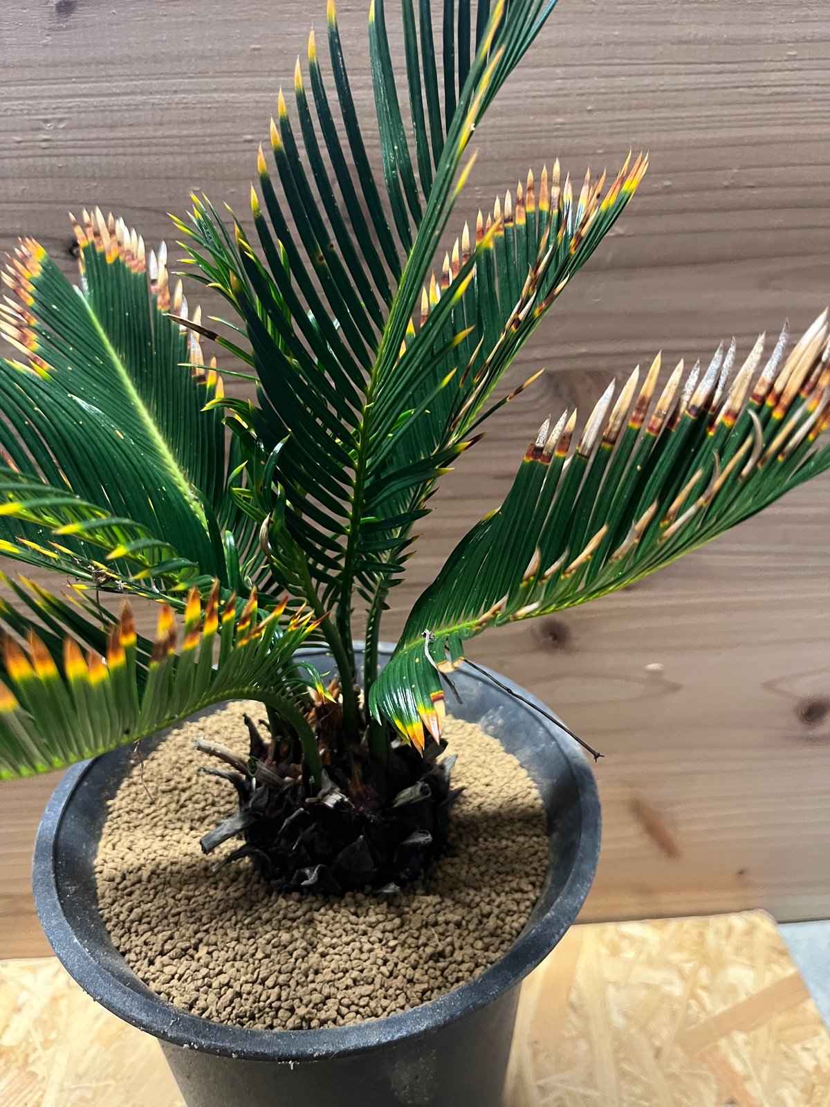 金環ソテツ | GREEN LUCK