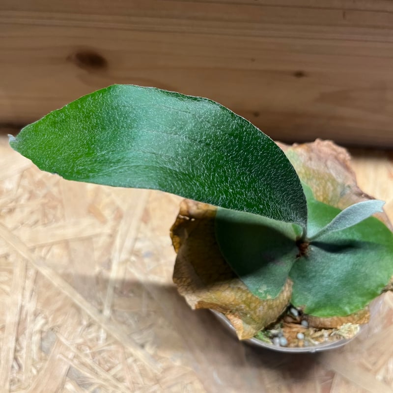 ビカクシダ ライディーン | GREEN LUCK