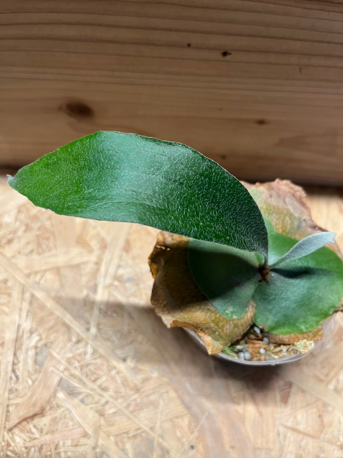 ビカクシダ ライディーン | GREEN LUCK