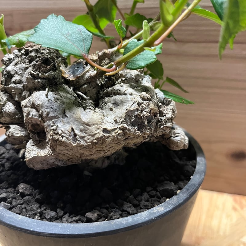 盆栽 オオハマボウ(ユウナ) 盆栽 ユウナ 𝕁𝔻𝕂𝕊ℕ | ™️ ・ #オオハマボウ #琉球盆栽 #ユウナ