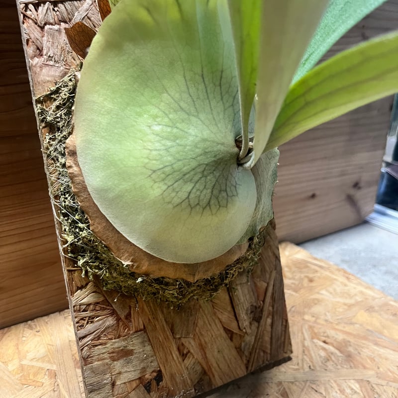 ビカクシダ 'トサカ' | GREEN LUCK