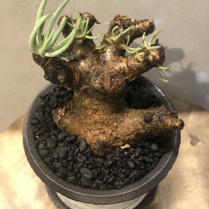 チレコドン　ペアルソニー 現地球　発根済み　白象 塊根植物　パキポディウム チレコドン ペアルソニー 現地球 発根済み 白象 塊根植物