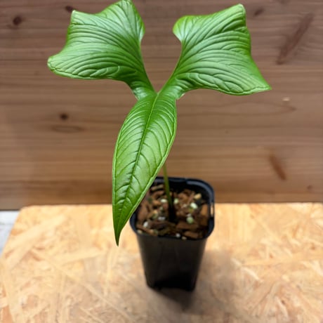 親株 斑入り アンスリウム テロダクティル - 511202 親株 斑入り