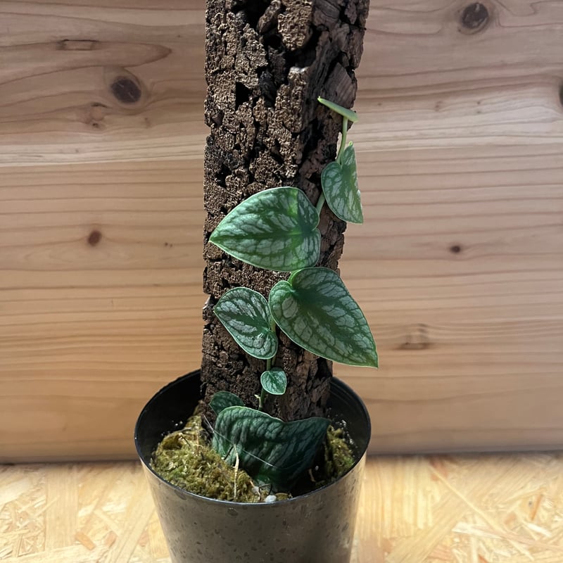 モンステラ　デュビア　希少　送料無料 希少】モンステラ デュビア