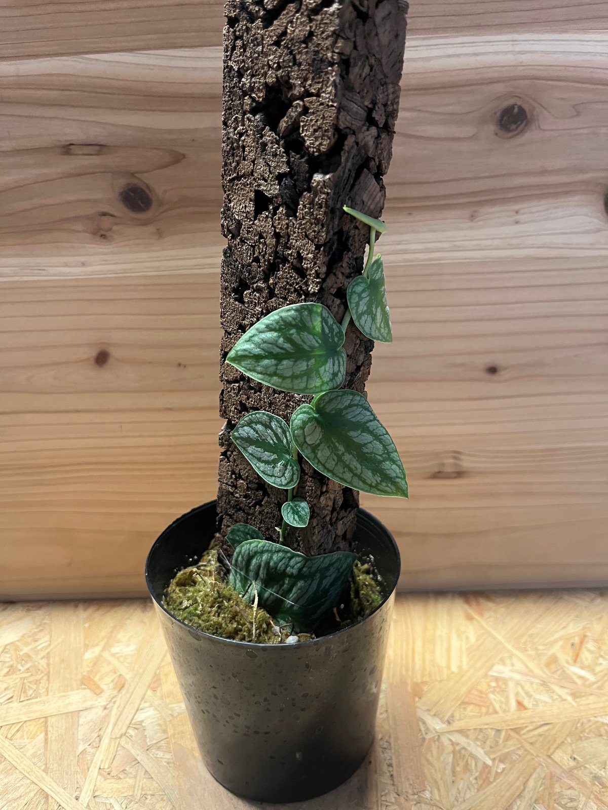 モンステラ　デュビア　希少　送料無料 fit=scale-down,w=1200