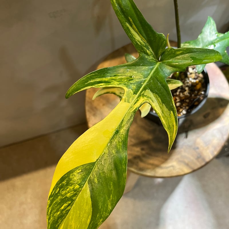 超希少❗️美斑❗️フィロデンドロン　フロリダビューティー✨ フィロデンドロン フロリダビューティー | GREEN LUCK