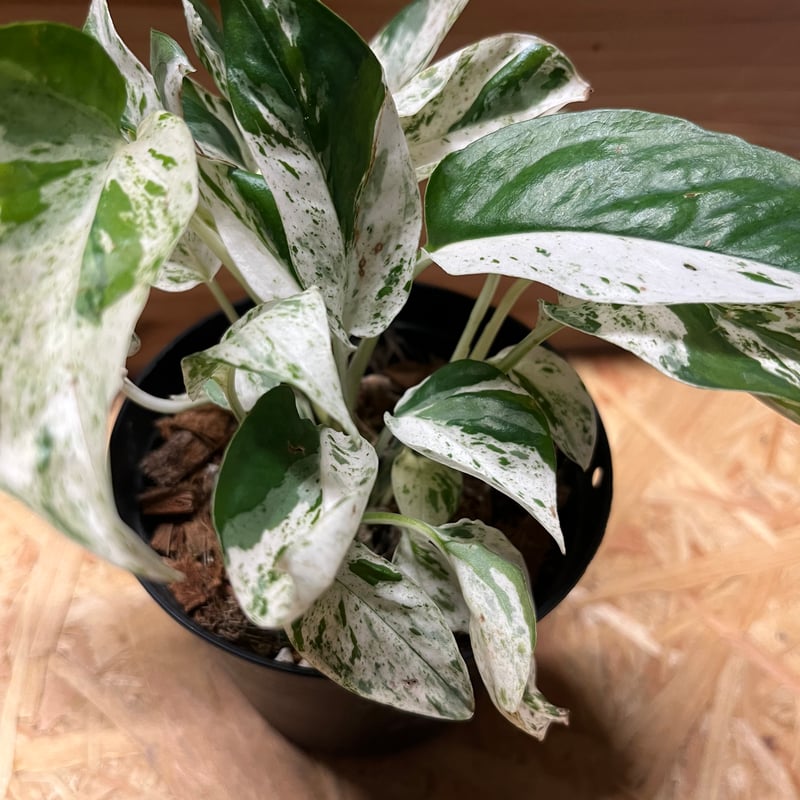 エピプレナム ピナツム マーブル | GREEN LUCK