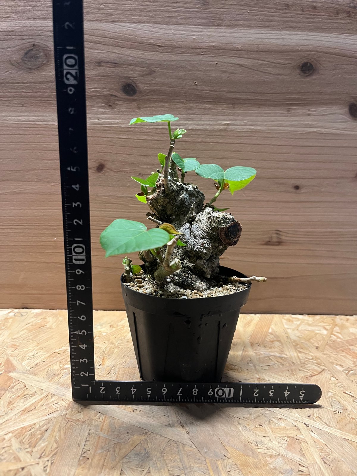 オオハマボウ | GREEN LUCK