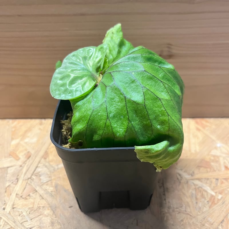 P．madagascariense ②　マダガスカリエンセ　子株　ビカクシダ ビカクシダ『マダガスカリエンセ』 | Planet Plants プラネット