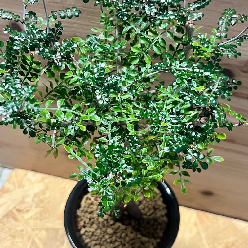 オペルクリカリア・デカリー（Operculicarya decaryi） Operculicarya decaryi オペルクリカリア・デカリー – Caudex