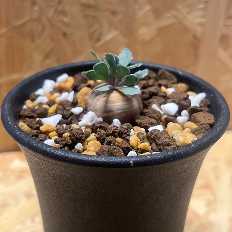 H*H様 オトンナ カカリオイデス 実生4年生4株セット オトンナ カカリオイデス 実生 | GREEN LUCK