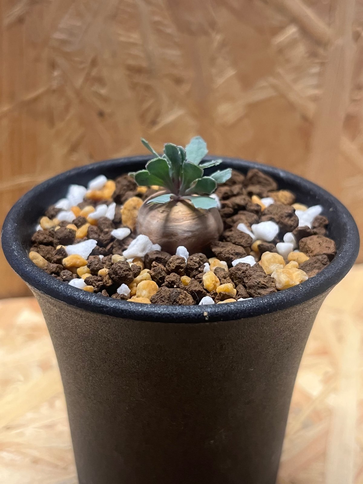 オトンナ カカリオイデス 実生4年目 3個セット オトンナ実生セット H*H様 オトンナ カカリオイデス 実生4年生4株