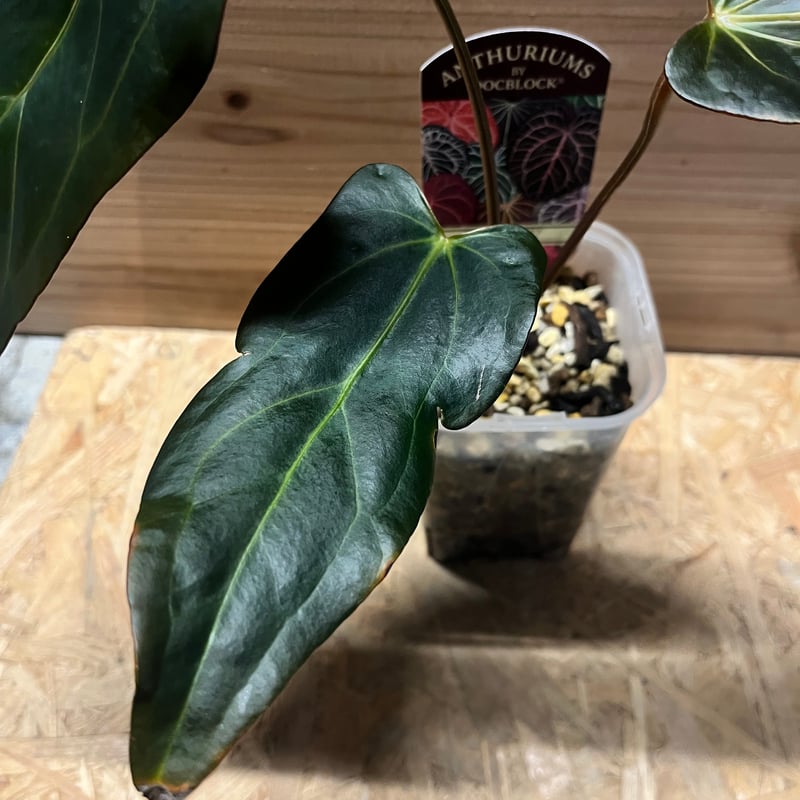 アンスリウム ダーク&ハンサム×ダーク&ハンサム | GREEN LUCK