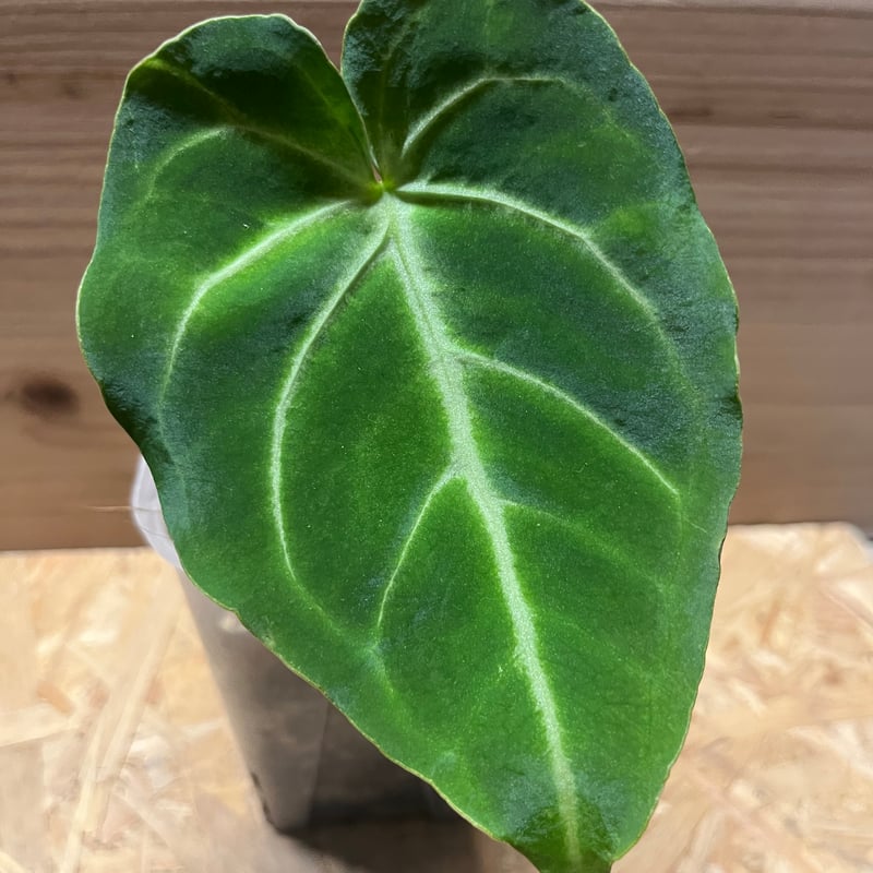 アンスリウム マグニフィカム | GREEN LUCK