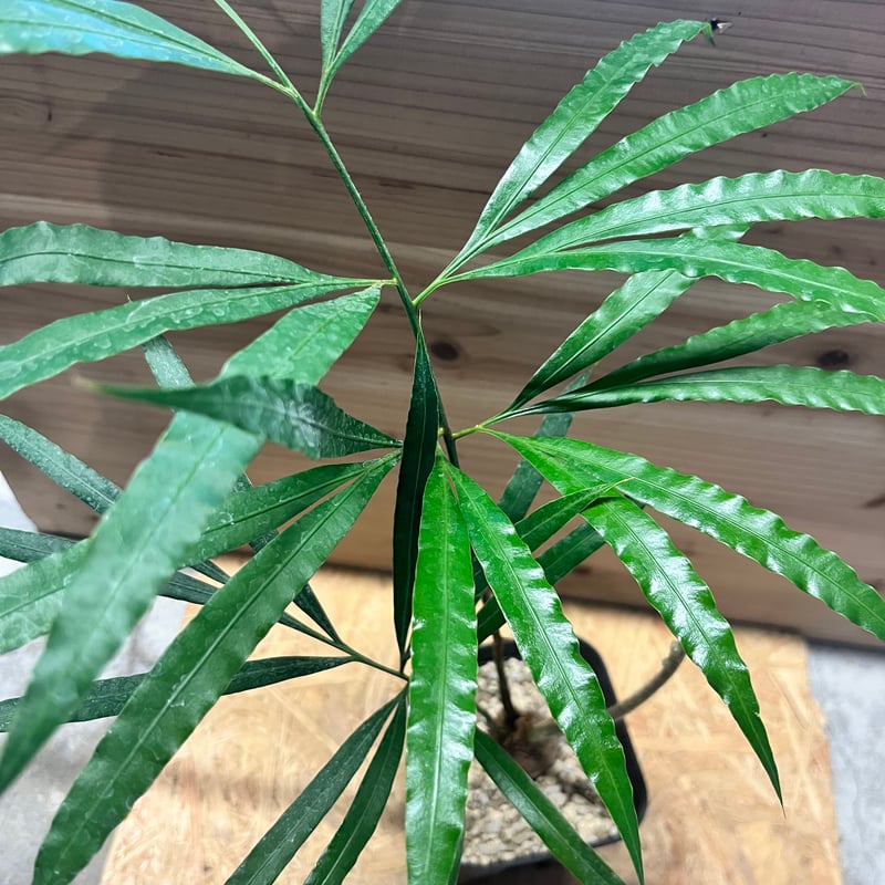 サイカス デバオエンシス | GREEN LUCK