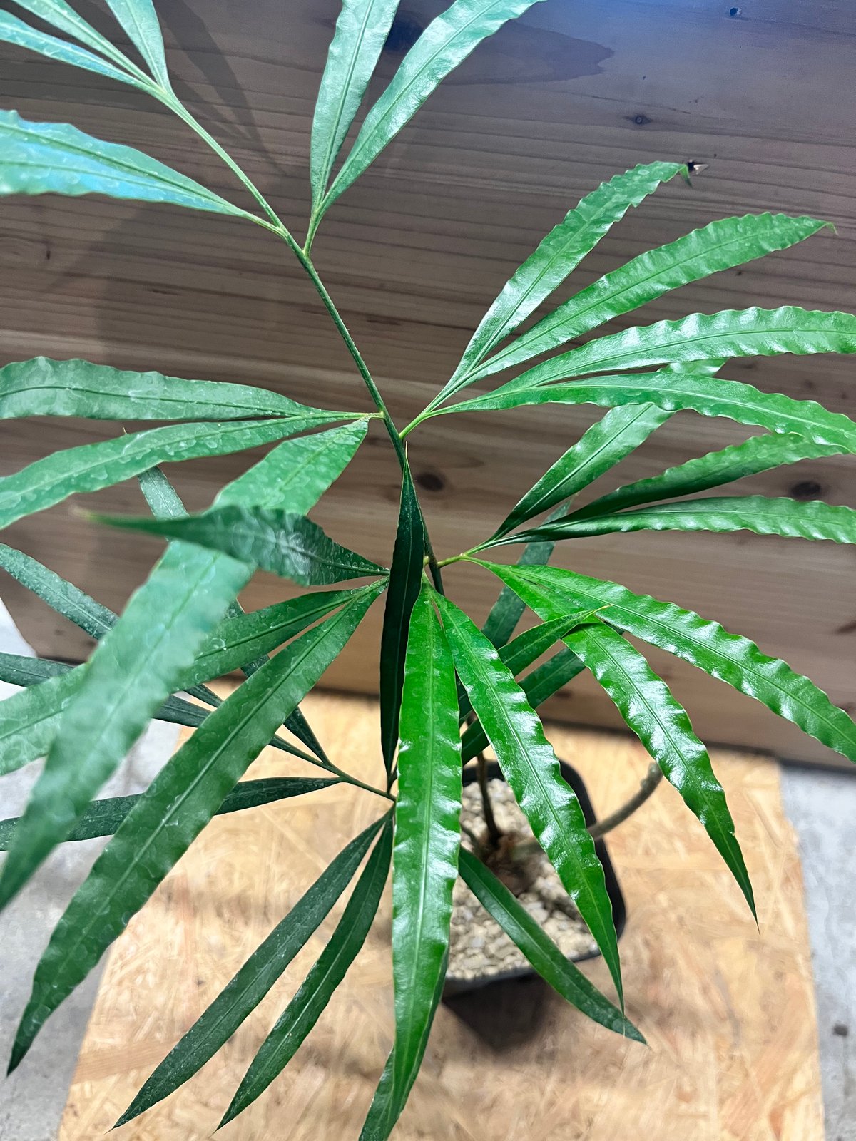 サイカス デバオエンシス | GREEN LUCK