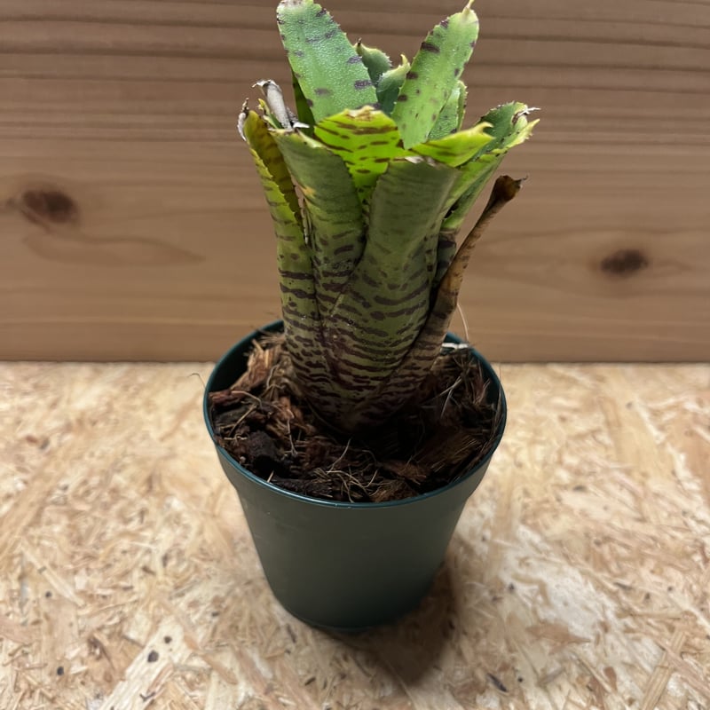 ネオレゲリア　ウィルソニアナ　ブラックフォーム　希少種 ネオレゲリア ウィルソニアナ ブラックフォーム 希少種