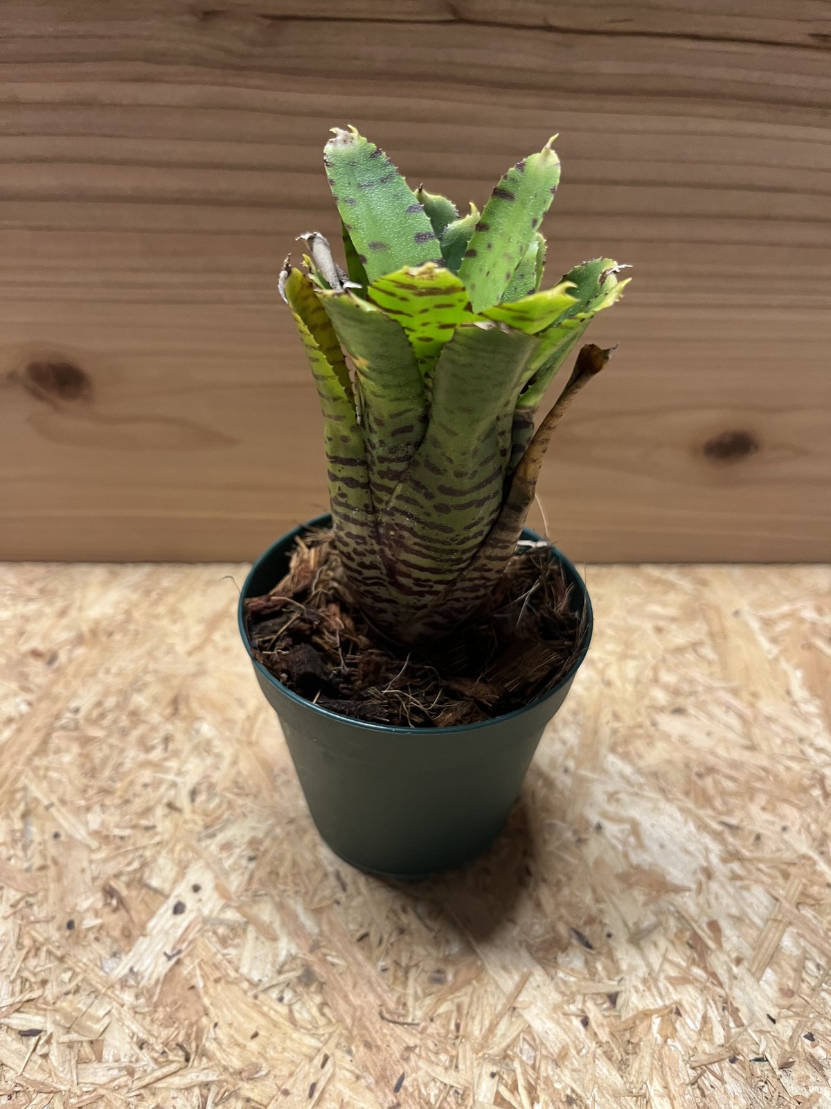 Neoregelia 'High Voltage'〔ネオレゲリア〕N0584 Neoregelia High Voltage - メルカリ