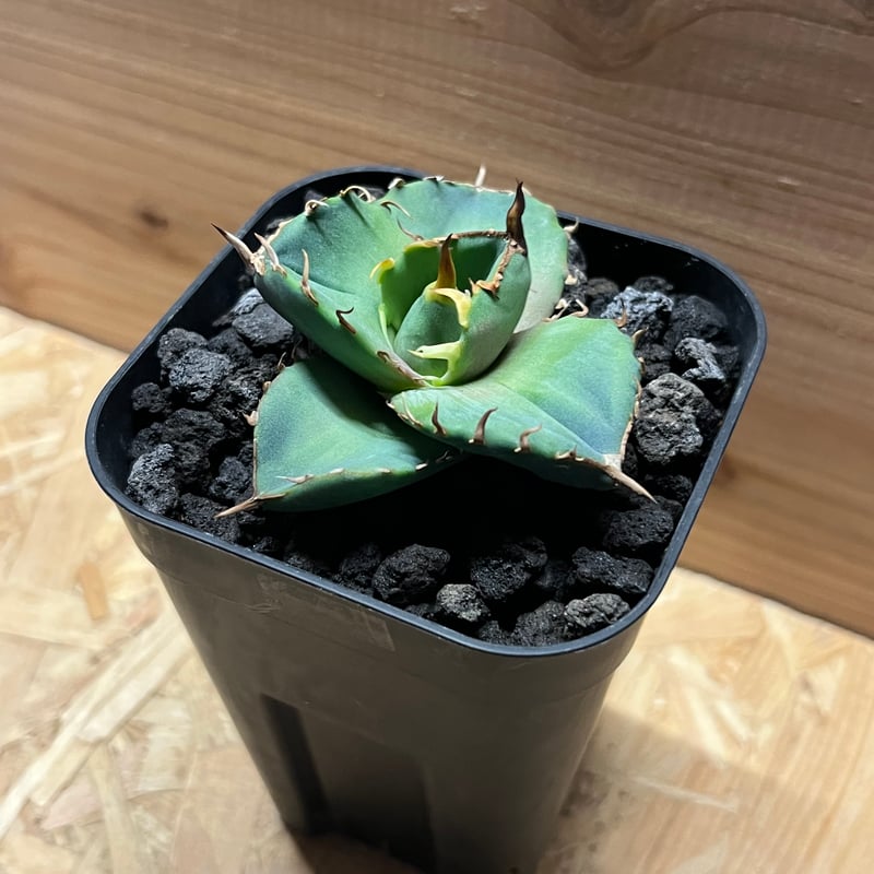 アガベ チタノタ 'NO NAME' | GREEN LUCK