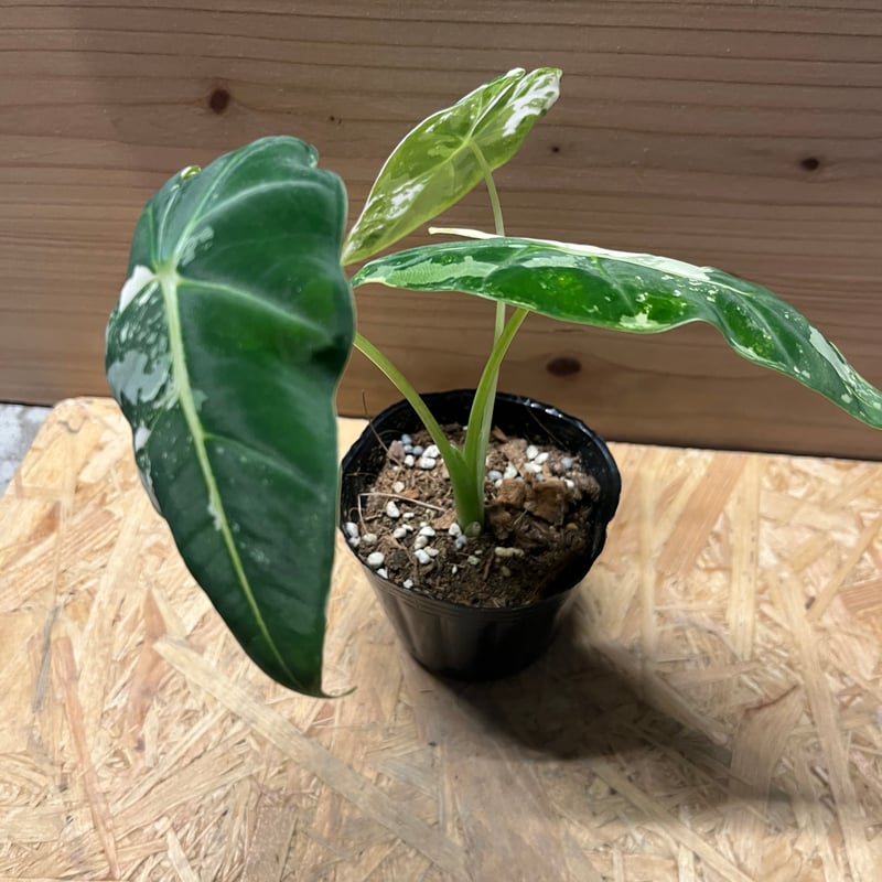 アカシア　ミコリッチアナ　グリーンベルベット斑入り　No.1 アロカシア・グリーンベルベッド斑入りを植え替えた！ | もすレコ。