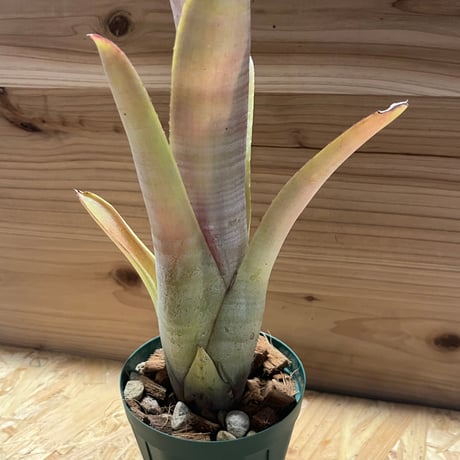 ネオレゲリア　クルエンタ　ルブラ