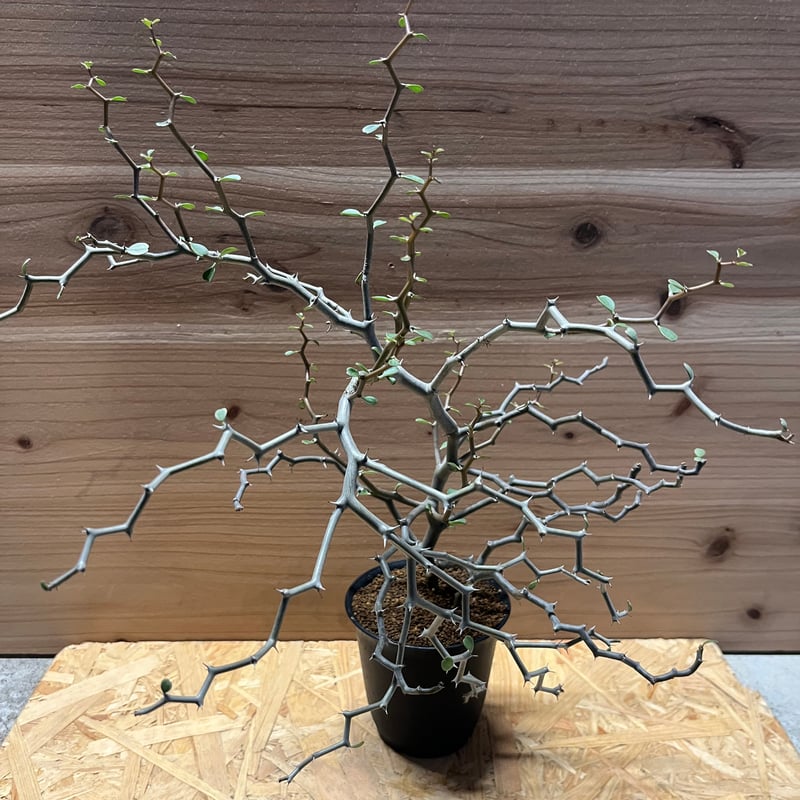 デカリア マダガスカリエンシス | GREEN LUCK